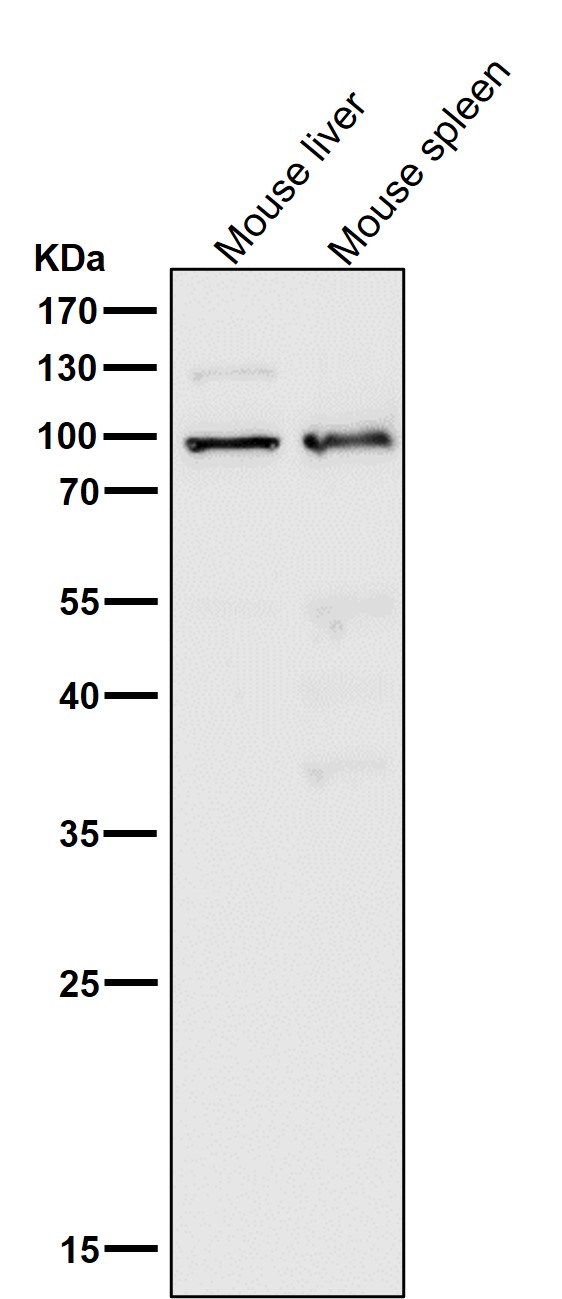 1 - Anti-MLH1 Rabbit Monoclonal Antibody ABO13309