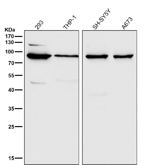 1 - Anti-MLH1 Rabbit Monoclonal Antibody ABO13309