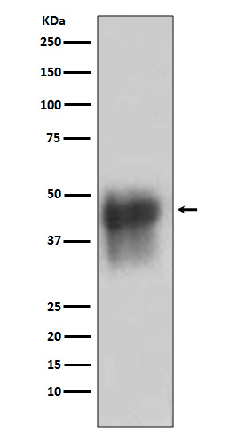 1 - Anti-CD46 Rabbit Monoclonal Antibody ABO13311