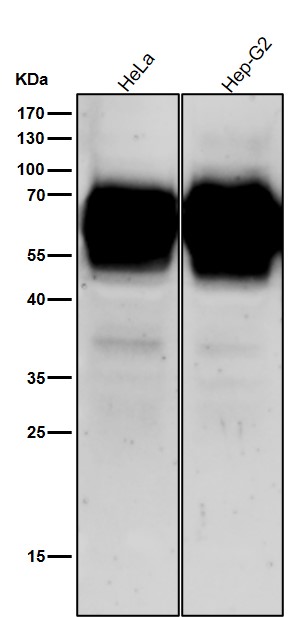 1 - Anti-CD46 Rabbit Monoclonal Antibody ABO13311