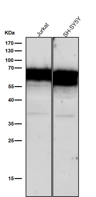 1 - Anti-CD46 Rabbit Monoclonal Antibody ABO13311