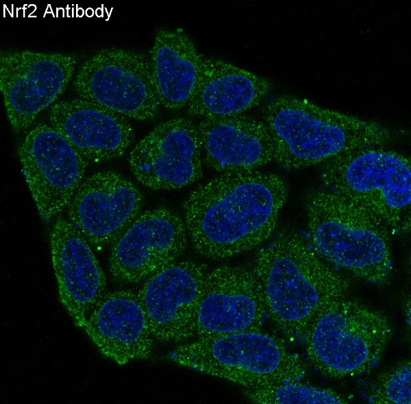 3 - Anti-Nrf2 NFE2L2 Rabbit Monoclonal Antibody ABO13314