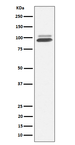 1 - Anti-Nrf2 NFE2L2 Rabbit Monoclonal Antibody ABO13314