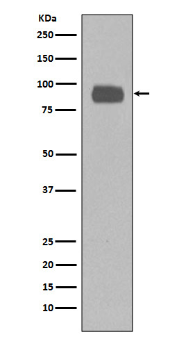 1 - Anti-CD44 Rabbit Monoclonal Antibody ABO13315