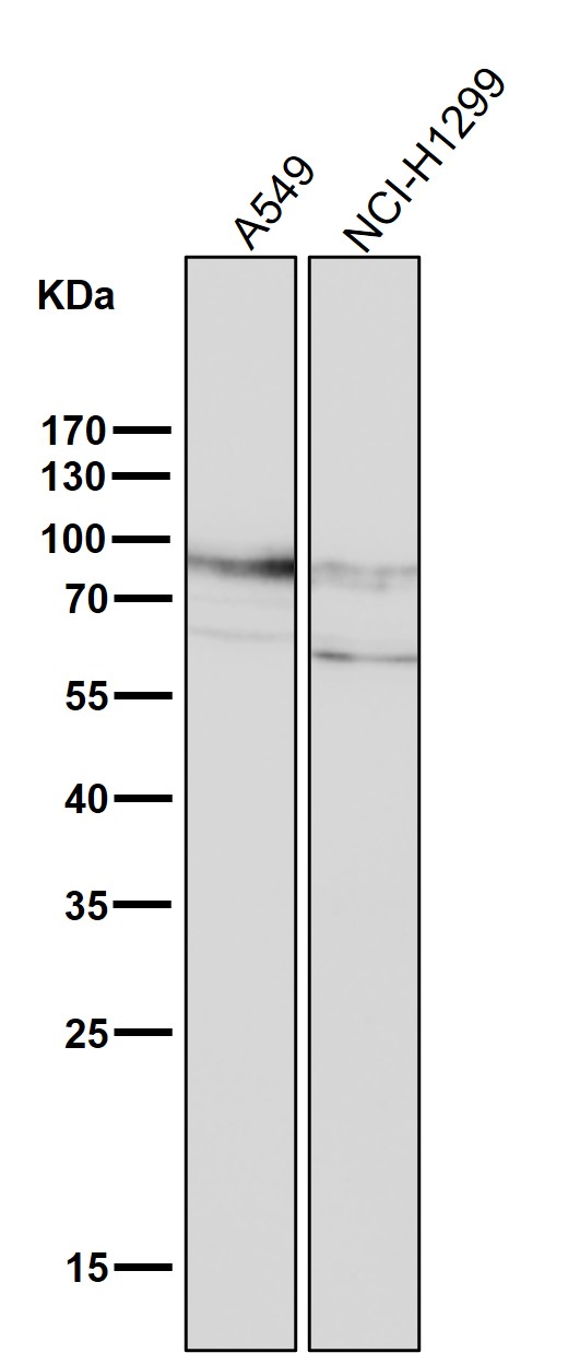 1 - Anti-CD44 Rabbit Monoclonal Antibody ABO13315