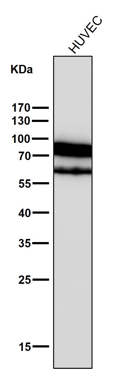 1 - Anti-CD44 Rabbit Monoclonal Antibody ABO13315