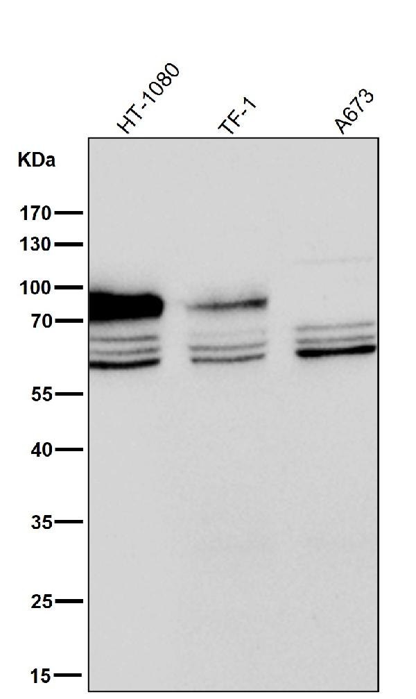 1 - Anti-CD44 Rabbit Monoclonal Antibody ABO13315