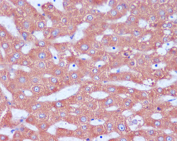 2 - Anti-KDEL Rabbit Monoclonal Antibody ABO13317