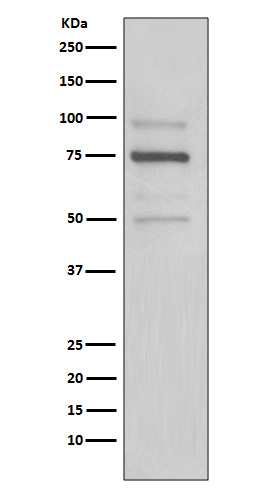 1 - Anti-KDEL Rabbit Monoclonal Antibody ABO13317
