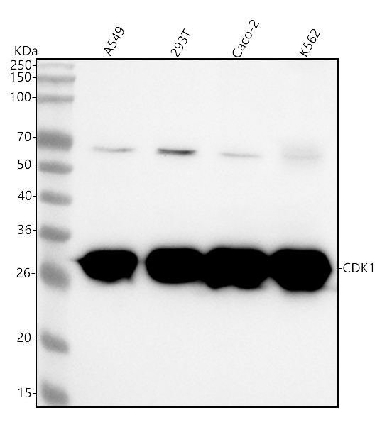 1 - Anti-CDK1/Cdc2 Rabbit Monoclonal Antibody ABO13321