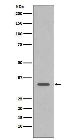 1 - Anti-CDK1/Cdc2 Rabbit Monoclonal Antibody ABO13322
