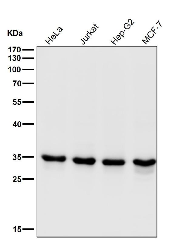 1 - Anti-CDK1/Cdc2 Rabbit Monoclonal Antibody ABO13322