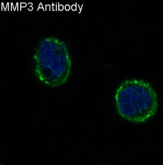 3 - Anti-MMP3 Rabbit Monoclonal Antibody ABO13323