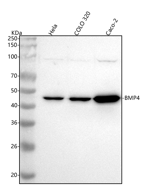 1 - Anti-BMP4 Rabbit Monoclonal Antibody ABO13325