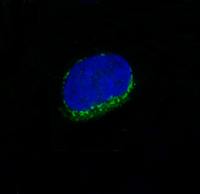 3 - Anti-CD34 Rabbit Monoclonal Antibody ABO13327