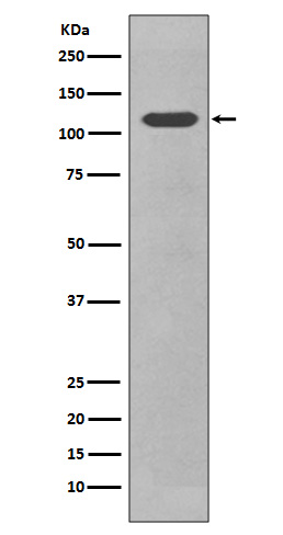 1 - Anti-CD34 Rabbit Monoclonal Antibody ABO13327