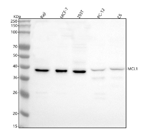 1 - Anti-MCL1 Rabbit Monoclonal Antibody ABO13328