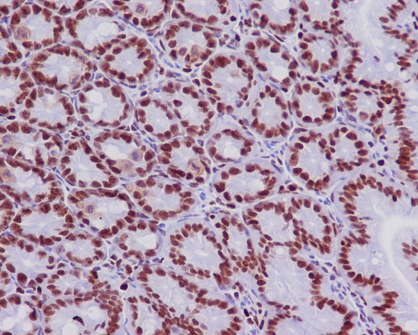 2 - Anti-MCM2 Rabbit Monoclonal Antibody ABO13329