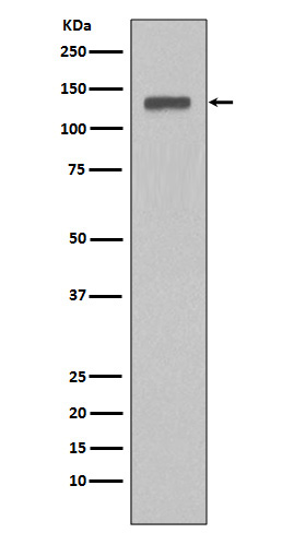 1 - Anti-MCM2 Rabbit Monoclonal Antibody ABO13329