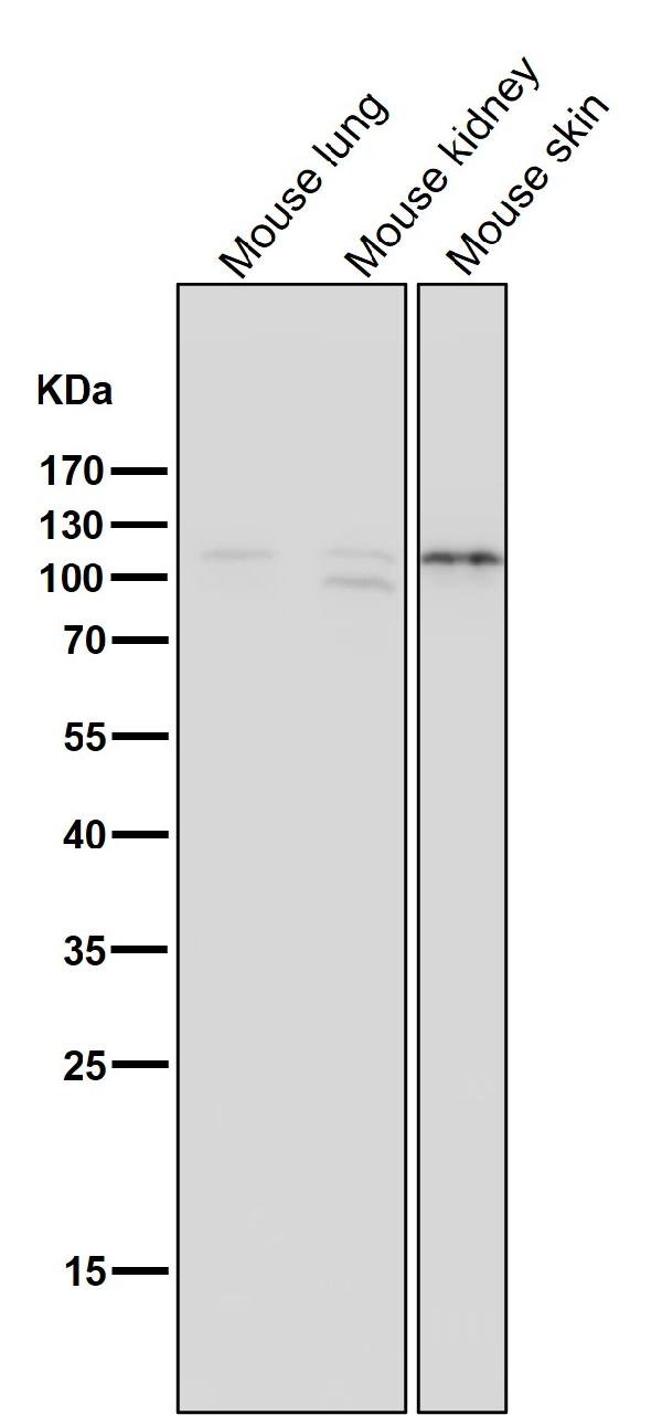 1 - Anti-MCM2 Rabbit Monoclonal Antibody ABO13329