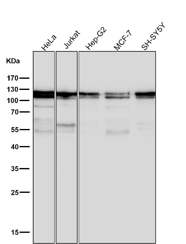 1 - Anti-MCM2 Rabbit Monoclonal Antibody ABO13329