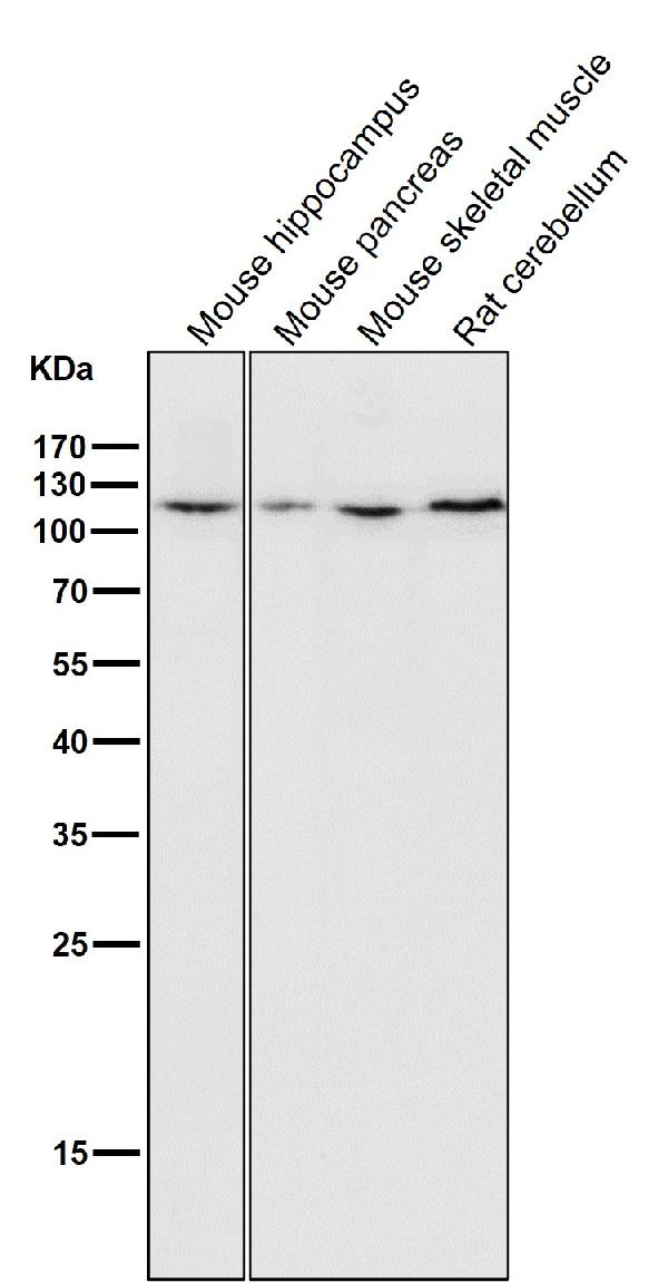 1 - Anti-MCM2 Rabbit Monoclonal Antibody ABO13329