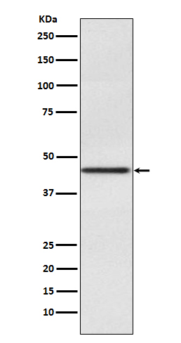 1 - Anti-Pax2 Rabbit Monoclonal Antibody ABO13331