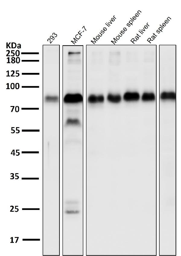 1 - Anti-LRP1/Lrp 1 Cluster Ii Rabbit Monoclonal Antibody ABO13332