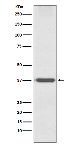 1 - Anti-Otx1 Rabbit Monoclonal Antibody ABO13333