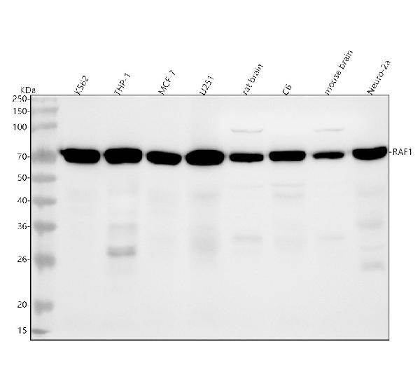 1 - Anti-Raf1 Rabbit Monoclonal Antibody ABO13334