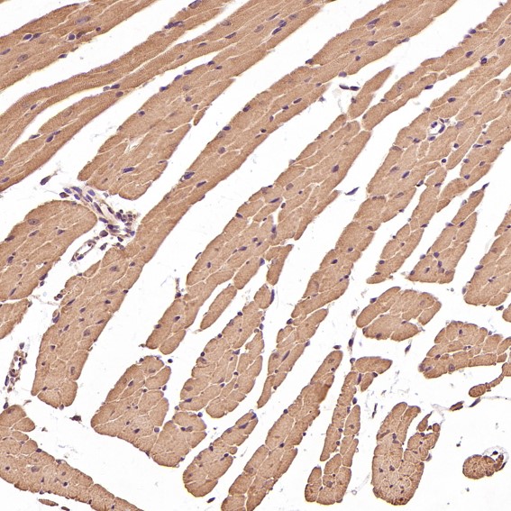 2 - Anti-BDNF Rabbit Monoclonal Antibody ABO13335