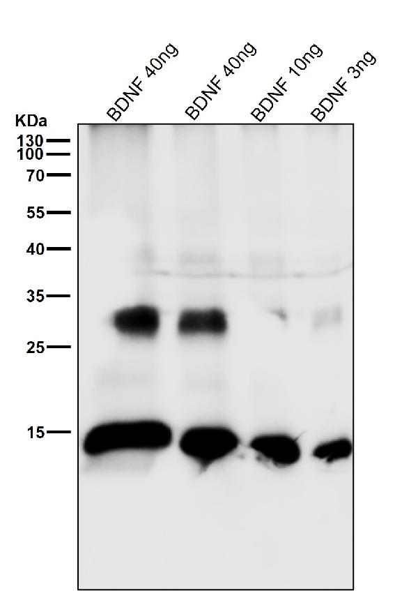 1 - Anti-BDNF Rabbit Monoclonal Antibody ABO13335