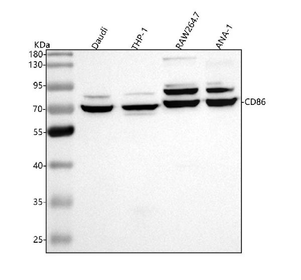 1 - Anti-CD86/B7 2 Rabbit Monoclonal Antibody ABO13337