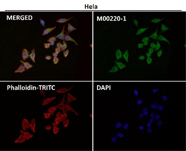 1 - Anti-CD86/B7 2 Rabbit Monoclonal Antibody ABO13337