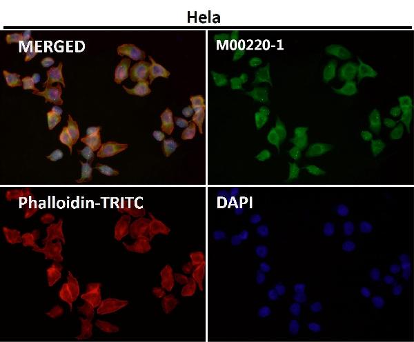 1 - Anti-CD86/B7 2 Rabbit Monoclonal Antibody ABO13337