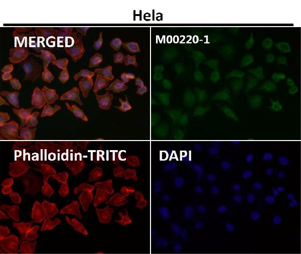 1 - Anti-CD86/B7 2 Rabbit Monoclonal Antibody ABO13337