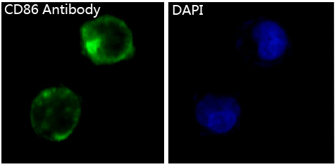 3 - Anti-CD86/B7 2 Rabbit Monoclonal Antibody ABO13337