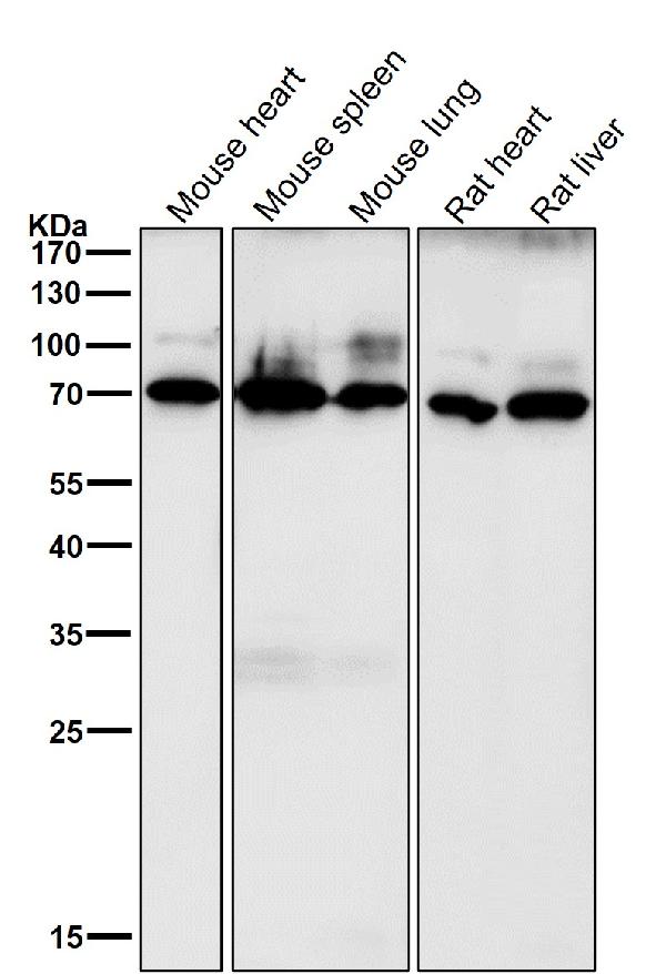 1 - Anti-CD86/B7 2 Rabbit Monoclonal Antibody ABO13337