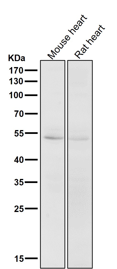 1 - Anti-CD47 Rabbit Monoclonal Antibody ABO13338