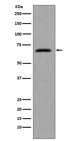 1 - Anti-CDC7 Rabbit Monoclonal Antibody ABO13339