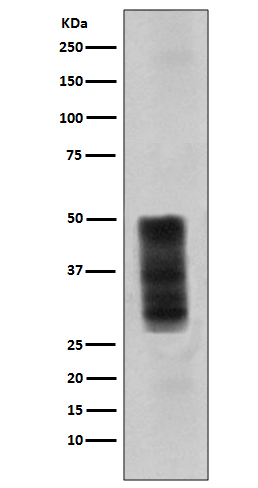 1 - Anti-CD63 Rabbit Monoclonal Antibody ABO13340