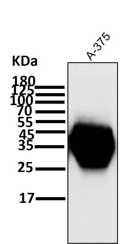 1 - Anti-CD63 Rabbit Monoclonal Antibody ABO13340