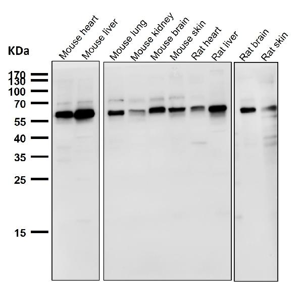 1 - Anti-NOX4 Rabbit Monoclonal Antibody ABO13341