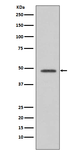 1 - Anti-VASP Rabbit Monoclonal Antibody ABO13342