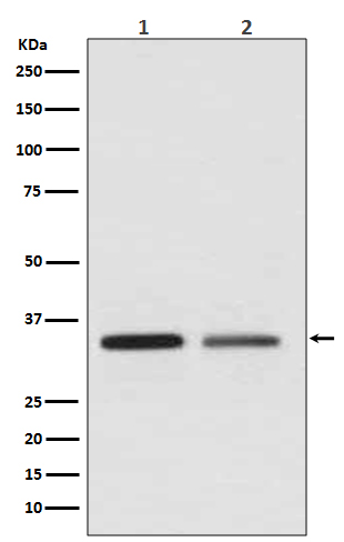 1 - Anti-WNT2 Rabbit Monoclonal Antibody ABO13345