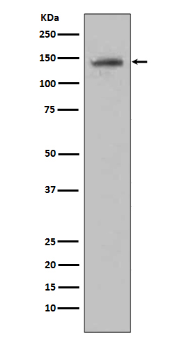 1 - Anti-CD22/Siglec 2 Rabbit Monoclonal Antibody ABO13347