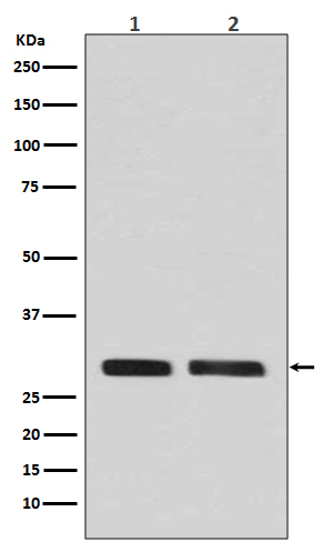 1 - Anti-CDK1/Cdc2 Rabbit Monoclonal Antibody ABO13349