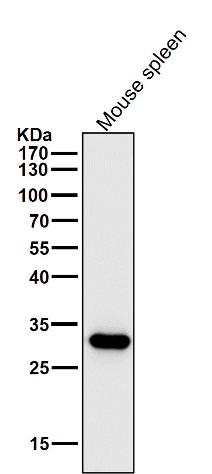 1 - Anti-CDK1/Cdc2 Rabbit Monoclonal Antibody ABO13349