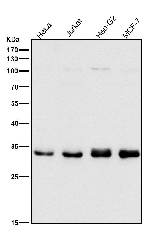 1 - Anti-CDK1/Cdc2 Rabbit Monoclonal Antibody ABO13349