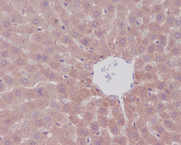2 - Anti-mTOR/Tor Rabbit Monoclonal Antibody ABO13350